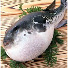 GppcLk's profile picture. 