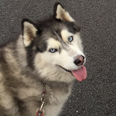husky_grace's profile picture. 3代目ハスキーグレース15歳2日🌈と3匹の猫と暮らす。シベリアンハスキーをこよなく愛する親父のつぶやき。