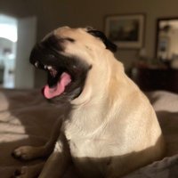 CluckNorris (@bsandersatx) 's Twitter Profile