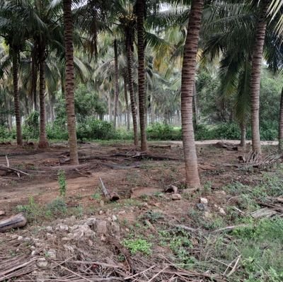 Rajasek94183953's profile picture. 