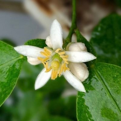 HaiherTanvir's profile picture. Proud to be a …