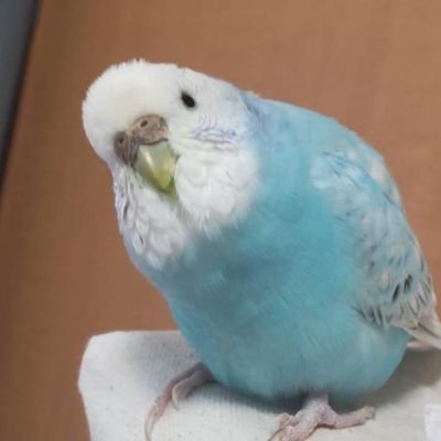 WFオカメインコ(2羽)とセキセイインコ(1羽)の飼い主。
🐥病院の先生大好きで院長先生には(何故か?)ダースのテーマ曲歌う鳥(ｸｰ)🐥🎶。

皆様の可愛い鳥さんに癒され力頂いています。
 無言フォロー.いいね等…失礼致しますm(_ _)m

《(エロ.勧誘等)怪しいアカウントはお断りする事有ます》