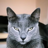beko (@birkedibeko) Twitter profile photo