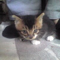 えーだぶ (@en3aw11) Twitter profile photo