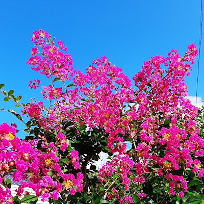 和食 花の茶屋では夏らしいひまわりが生けられています。太陽のようなひまわりを見ていると元気が出てきますね🌻
暑い日が続いておりますが、後半も頑張りましょう✨
私は祖国が大好きです。
私は美しいものが大好きです。
日本が大好きです。🙌🫒🇯🇵🇯🇵🥰