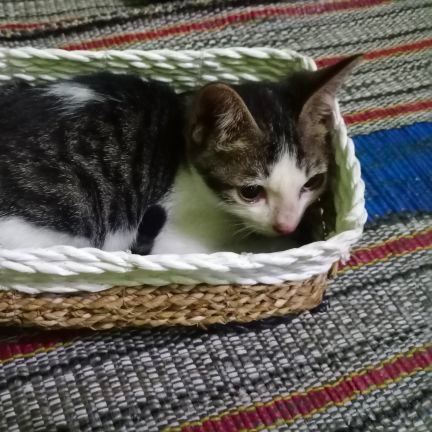 SegoTewel362's profile picture. 