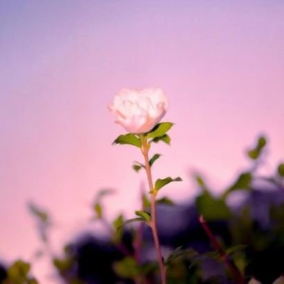 stevengentoo's profile picture. 