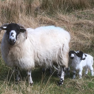 Rough Fell Sheep are one of the three native breeds of sheep in Cumbria.