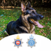 Surrey & Sussex Dogs (@sspoldogsection) Twitter profile photo