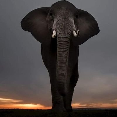 OnBesBLN's profile picture. 