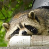 Crypto Maxi (@0xcryptomaxi) 's Twitter Profile