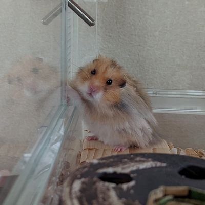 MugiOats's profile picture. キンプリ応援垢です。紫耀くんよりの箱推し。
ｱﾗｻｰtwitter初心者です。無言フォローRT失礼いたします。無言フォロー大歓迎✨