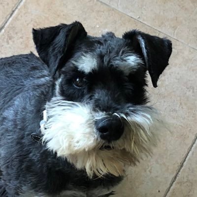 Sr_Insoportable's profile picture. 