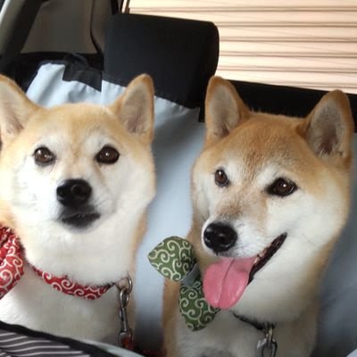 ２０１４年２月１０日産まれの柴犬ゆず に癒やされています。 ２０１５年６月１０日に三つ子の「ゆずママ」になりました。ゆずママときな子♬よろしくお願いします。 ⭐︎⭐︎２０２１年から星空撮影にチャレンジします。数十年振りですので機材の進歩に驚きです。銀河や星雲の写真は奥深いと気づき始めました。