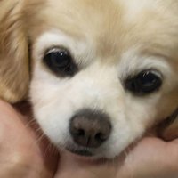 キチコ (@kichi5maru) Twitter profile photo