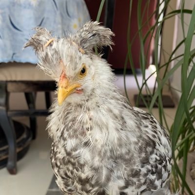 dianna_gue97's profile picture. 