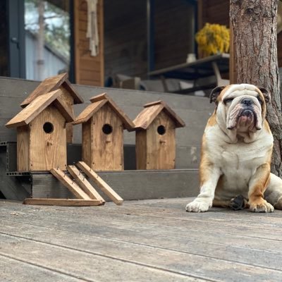 Andrei24497705's profile picture. 