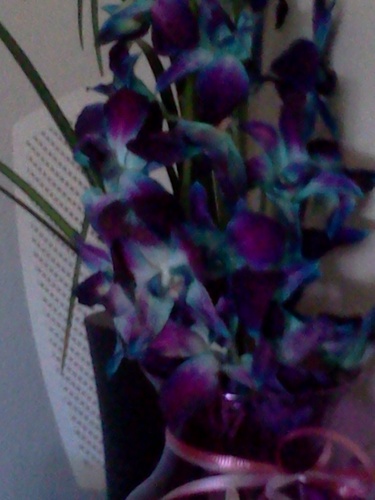 britd13's profile picture. FoCoooooo