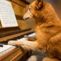 coco___bongo's profile picture. Artist