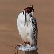 PEI Falconer in Residence, Passionate about Birds, Believe in people, Love is Better than anger, Hope is better than Fear.