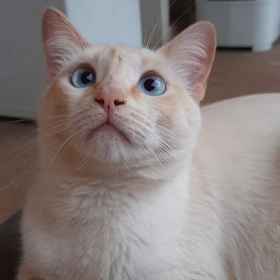 AjudeStella's profile picture. Olá! Este perfil é dedicado à Vakinha online Ajude A Stella, a fim de conseguir arrecadar a quantia necessária para pagar os tratamentos que ela precisou fazer.