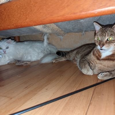 peckamoves's profile picture. Pecka moves