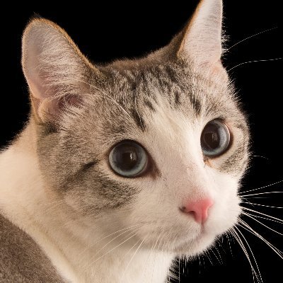 wodff1's profile picture. Soycs