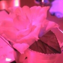 appleandcrown's profile picture. 壁打ち お気持ち怪文書レシート 資生堂不買 スタバ不買 ツイート内容は気分により偏ります 無言フォロー失礼します フォロー・フォロバ非推奨 恨みを吐き出すだけの非生産的垢