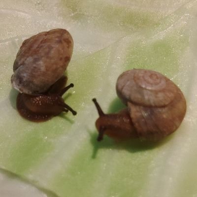 goodsnails1 Profile Picture