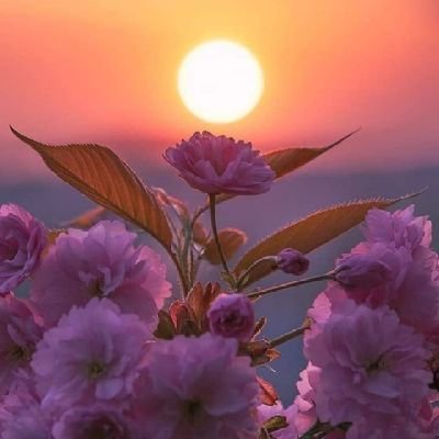 MlkYarhl's profile picture. 