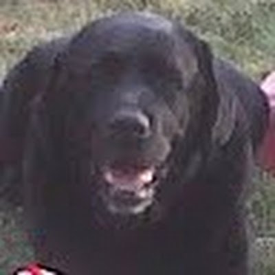 GuyTitler13's profile picture. 