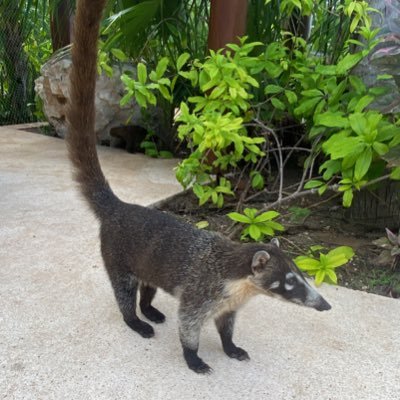 GrederRacing's profile picture. 