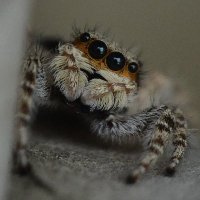 Zeph Luc π»π¦πΉπΉ (@luczeph) 's Twitter Profile