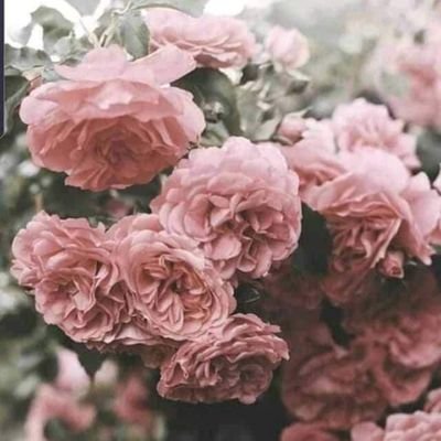 she/her🌺
💗𝐆𝐫𝐨𝐰 𝐚𝐭 𝐲𝐨𝐮𝐫 𝐨𝐰𝐧 𝐩𝐚𝐜𝐞💗
sunshine mixed with a lil hurricane✨️
