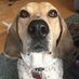 CoonHound (@coon_hounds) Twitter profile photo