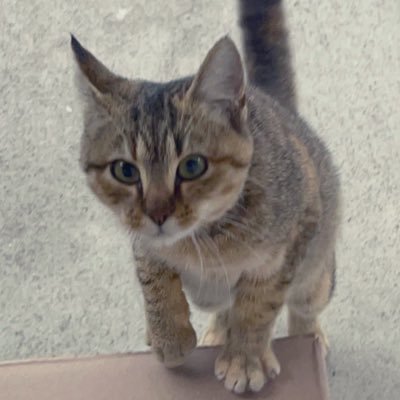 MikesCatSource's profile picture. A place to help fans of Michael’s Cat to find the original sources! Not affiliated, just love kitties!