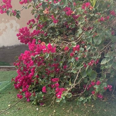 Alamel_56's profile picture. 