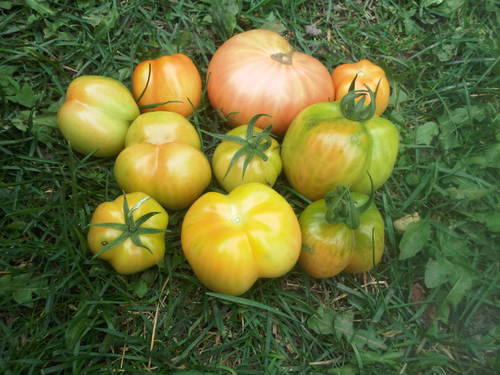 VicGardenUofT's profile picture. The Victoria College Community Garden Club is the group involved with organizing, creating, and taking care of the community garden here at Vic!