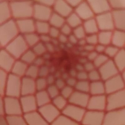 lekmanredwig's profile picture. 