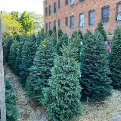 Christmas tree lot on Larchmont Blvd. in Los Angeles. Selling beautiful trees for a good cause since 2006.