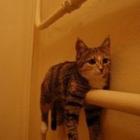 tama (@qamat12) 's Twitter Profile