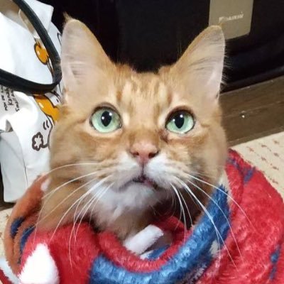 ときレス箱推し。生涯透担。現在はブラスタに主に応援。銀星最推し。RTなどしながら稀〜〜〜〜に絵を描きます。サンリオ・ポケモン・たまごっちも大好き。ドール趣味が再熱中。FRBご自由に!