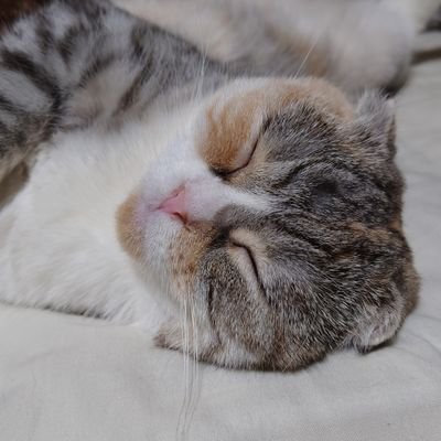 ネコてきなおねーさんさんのプロフィール画像