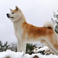 トシキ (@toshi__2626) 's Twitter Profile