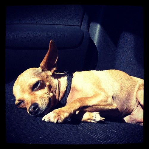 woofwire's profile picture. A non-profit organization rescuing dogs on their last days in pounds. Follow for updates on dogs needing to be rescued in your area! Contact woofwire@gmail.com