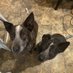 Bindy & Brutus 🐶🐶 (@bindyandbrutus) Twitter profile photo Bindy & Brutus 🐶🐶 (@bindyandbrutus) Twitter profile photo