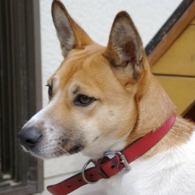 3cZV0vqGoFlpmCM's profile picture. 50オーバーのティアラ&sweetieです。見る専門です。無言フォロー失礼します🙇‍♀️微力ながら応援したいです！1人ひっそり応援しているので周りにティアラさんもsweetieさんもいません😢けど、頑張ります！ フォローありがとうございます🙇‍♀️❤️