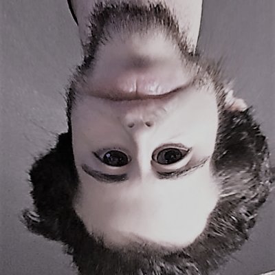 levin_matan's profile picture. 