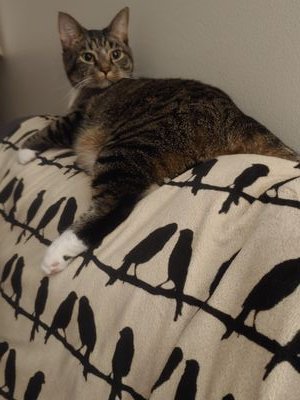 albetross121's profile picture. I run with the pack, but my sweet guy says I'm in the front.  MAGA in a 🌞 state. Trump all the way!