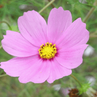 お題bot (@tks5_bot) Twitter profile photo